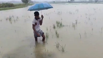 VIDEO: भारी बारिश से कावेरी डेल्टाई क्षेत्रों में खड़ी फसलें प्रभावित