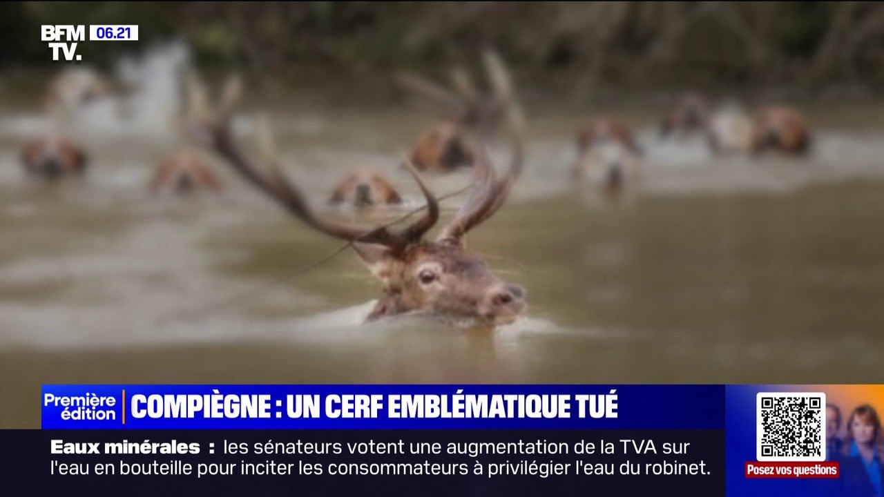 “L’Indien”, cerf emblématique de la forêt de Compiègne a été tué lors d'une chasse à courre