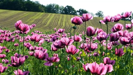 Morning Affirmations for Success