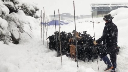 폭설에 '피난길 오른 염소떼'...충북 음성 축사 붕괴 / YTN