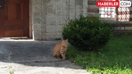 Köpeklerin Dron Kovalamaca Şovu Gülümsetti