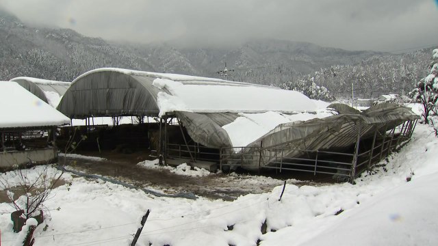 강원 횡성 폭설에 축사 지붕 무너져...70대 남성 깔려 숨져 / YTN