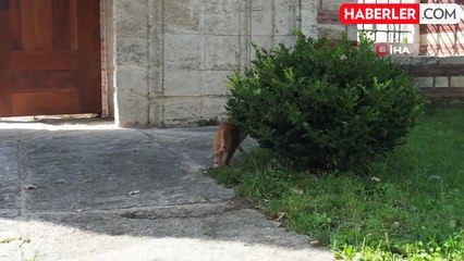 Köpeklerin Dron Kovalamaca Şovu Gülümsetti