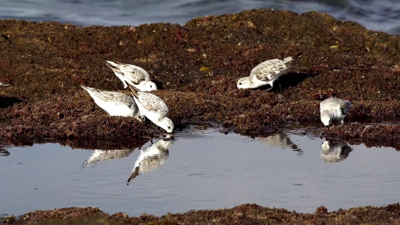 The Sanderling: Close Up HD Footage (Calidris alba)