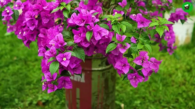 Best ideas for Growing Bougainvillea Tree from Cuttings Fast for Beginners!