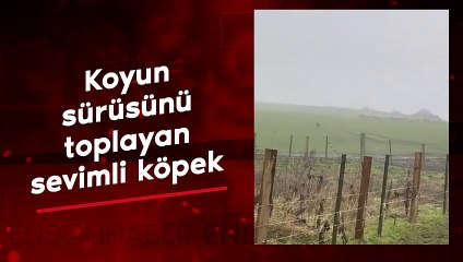 Sahibinin komutuyla koyun sürüsünü toplayan sevimli köpek