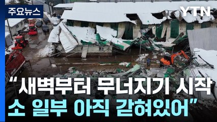 축사 무너져 소 수십 마리 고립...축사 피해 잇따라 / YTN