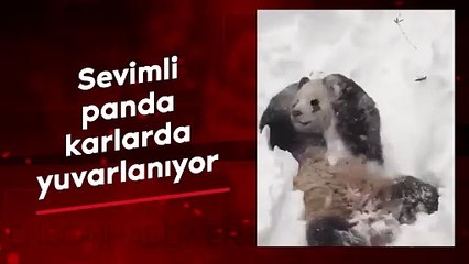 Sevimli panda karlarda yuvarlanıyor