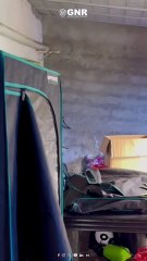 Casal constituído detido por tráfico de droga em Vila Pouca de Aguiar