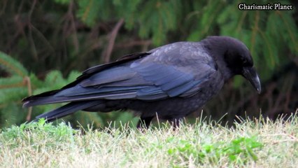 American Crow Habitat, Size, Weight,  Life Span and Scientific Name