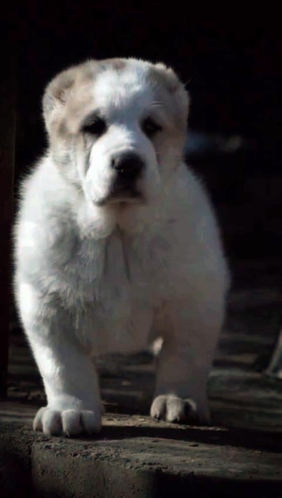 Alabai Dog #reel #animal #shorts
