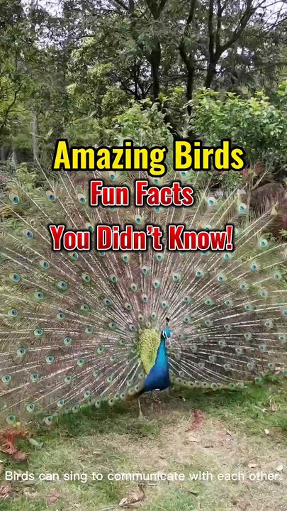Amazing Birds