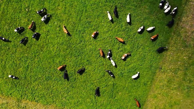 Arla Foods to trial methane reducing additive in dairy cow feed