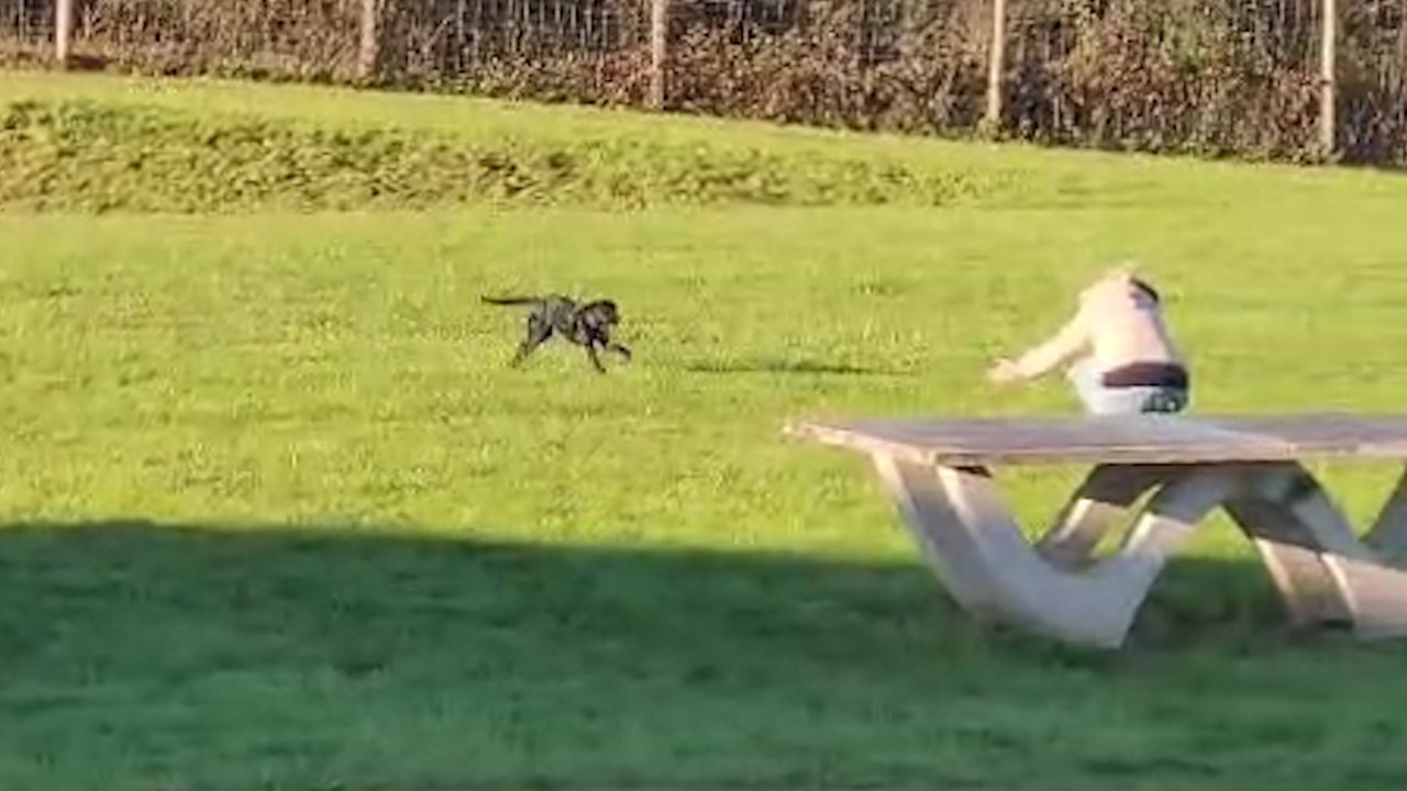Les émouvantes retrouvailles d'Amalka, la chienne perdue à Roissy, et de sa maîtresse