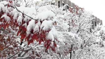 Chutes de neige record en Corée du Sud