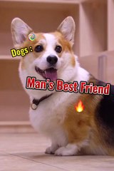 Dogs are man's best friend