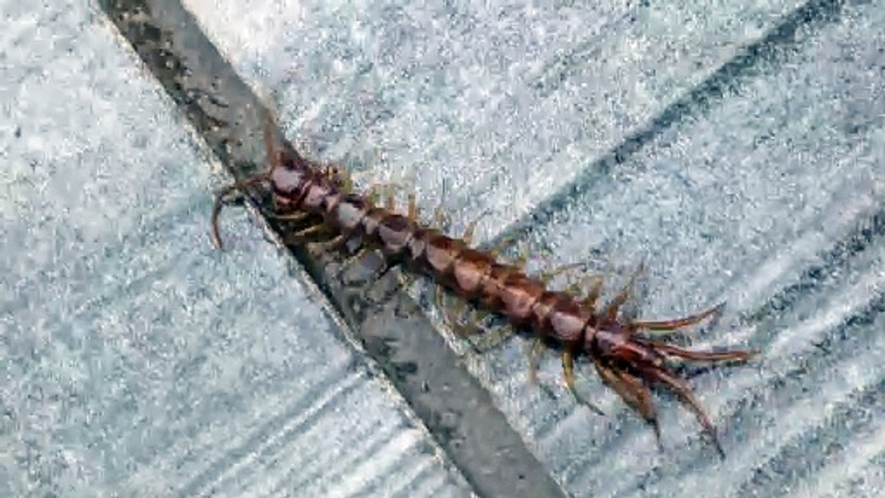 Lithobius forficatus est un myriapode chilopode commun de la famille des Lithobiidae