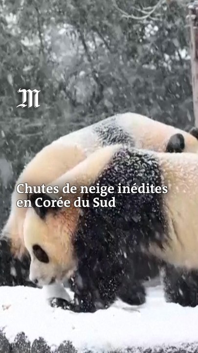 A Séoul, des chutes de neige inédites surprennent les Coréens