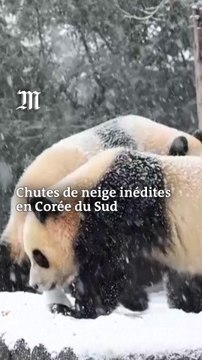 A Séoul, des chutes de neige inédites surprennent les Coréens
