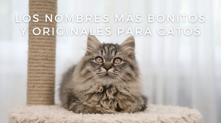Los nombres más bonitos y originales para gatos