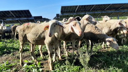 Entre ovejas y mochuelos, así se produce energía (y leche) solar sin pesticidas