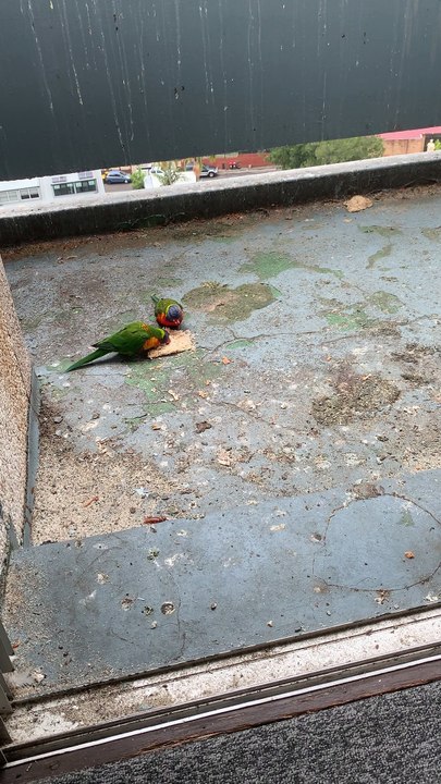 #Lorikeets fight pigeons