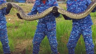 50kg python caught in bushes near Jalan Sembulan