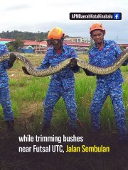 50kg python caught in bushes near Jalan Sembulan