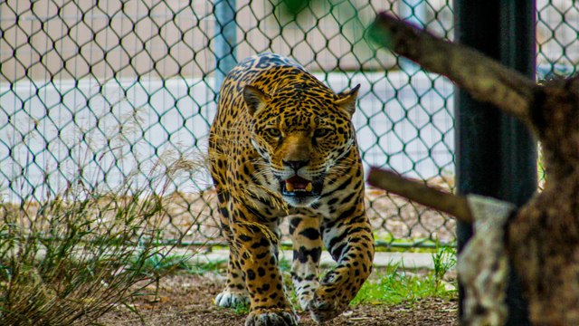 Comunidad indígena nasa de Colombia prohibió caza de algunas especies de fauna silvestre como el jaguar