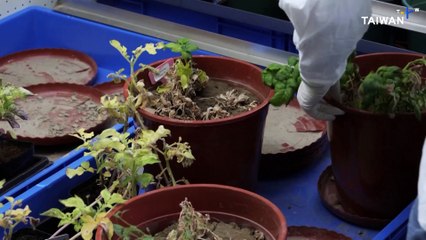 Scientists in China Say Climate Change Will Devastate Potato Crops