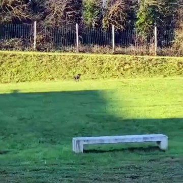 Amalka, la chienne perdue à l'aéroport Roissy-Charles de Gaulle, a été retrouvée !