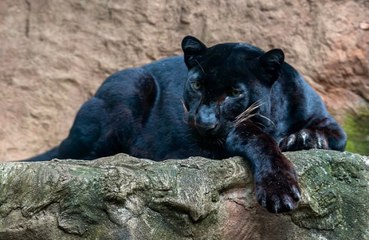 Big panther-like cat 'spotted' in North Yorkshire