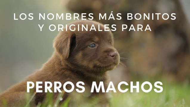 Los nombres más bonitos y originales para perros machos