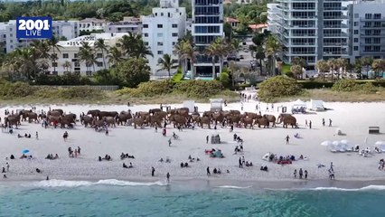 Manada de elefantes invade Miami Beach