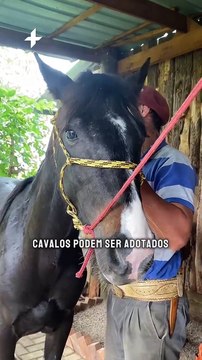 Cavalos estão disponíveis para adoção responsável em Canela