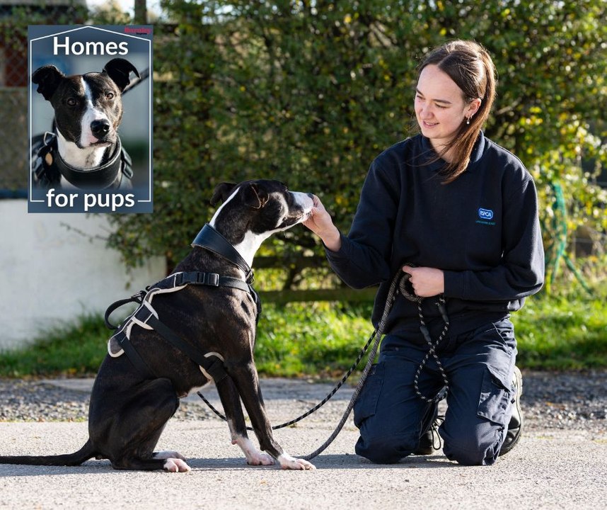 New campaign to help abused and abandoned dogs