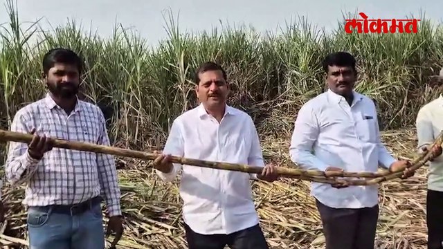 कोल्हापुरच्या ऊस उत्पादक शेतकऱ्याच्या शेतात '५५ पेरां'चा ऊस, एका उसाचे 'तीन किलो' वजन!