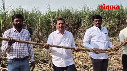 कोल्हापुरच्या ऊस उत्पादक शेतकऱ्याच्या शेतात '५५ पेरां'चा ऊस, एका उसाचे 'तीन किलो' वजन!