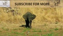 Baby elephant learns to trumpet