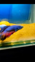 🐬🐬creating fish Aquarium using beach sand🐬🐬