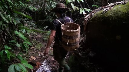 EP.233 - Uma descoberta surpresa com comida selvagem, faça um abrigo de bambu