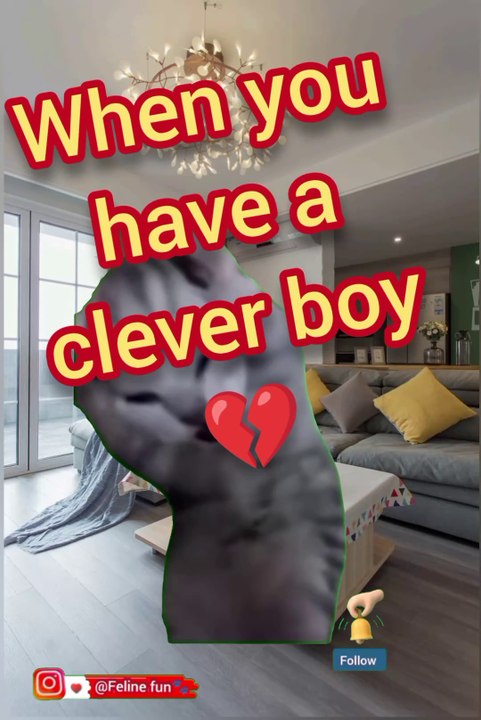 Funny cat videos 😂