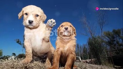 Groodle Dog Guide | Comprehensive Guide