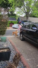 Golden Retrievers are helping their family unpack the car!