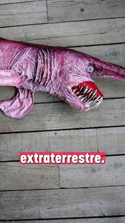 Rencontre avec le terrifiant Requin lutin