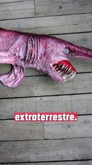 Rencontre avec le terrifiant Requin lutin