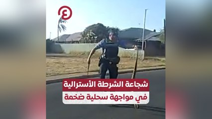 شجاعة الشرطة الأسترالية في مواجهة سحلية ضخمة