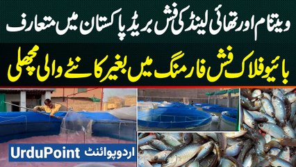 Vietnam And Thailand's Fish Breeds Introduced in Pakistan - Boneless Fish with Biofloc Fish Farming
