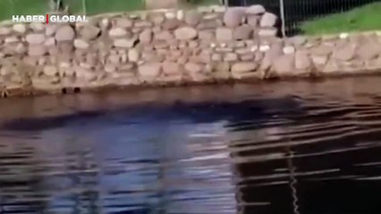 Kayıp olarak aranan adamın timsaha yem olduğu görüntüler ortaya çıktı!