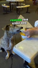 ADOPTING STRAY DOG! #animals #animalstories #pets #animalrescue #cute #cuteanimals #natureglobal